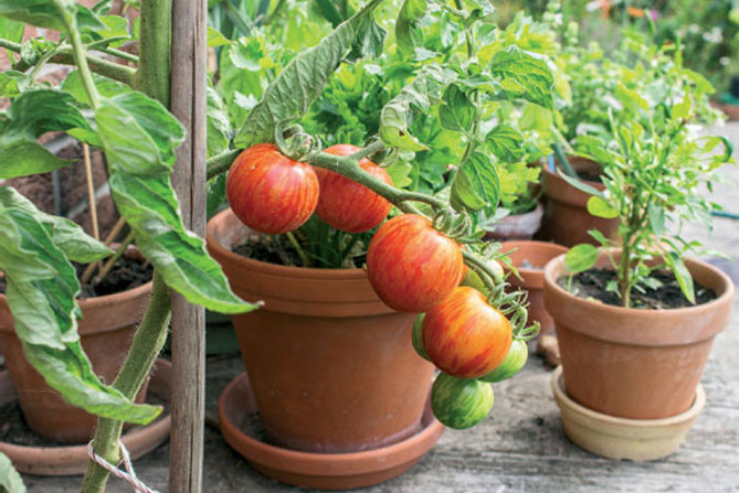 Temmuz ayında ne ekilir domates-bakımı-ve-sulaması