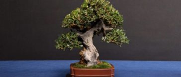 bonsai-bakımı