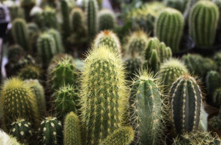 Easy care plants, cacti and succulents