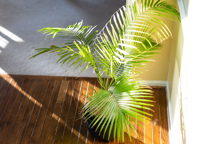 areka-palmiyesi-bakımı Hangi bitki neye iyi geliyor