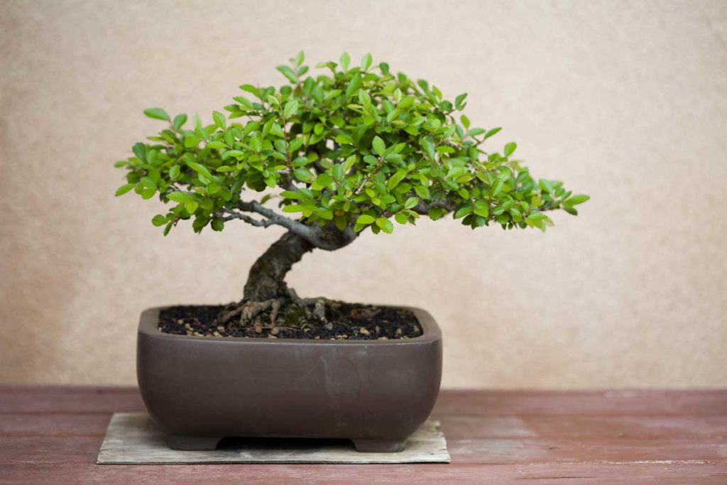 bonsai bakımı