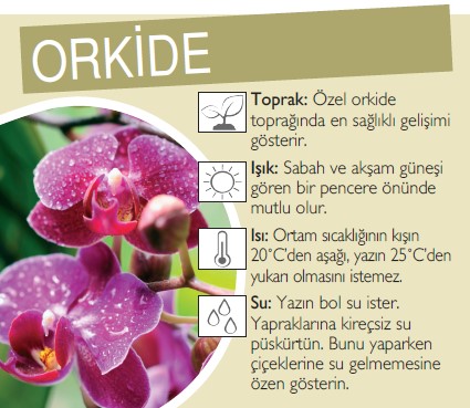 Orkide bakımı
