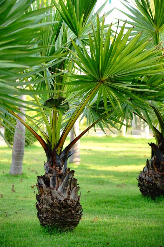 Ege bahçesi palmiye