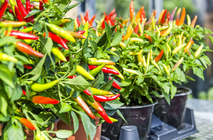 Plant peppers in the pot