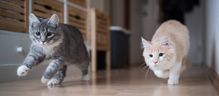 küçük evde kedi beslemek isteyenlere tavsiyeler
