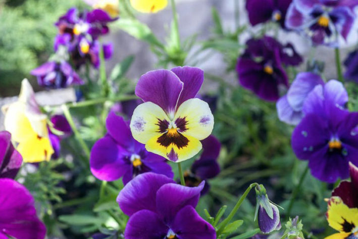 hercai-menekşe-Viola tricolor bakımı