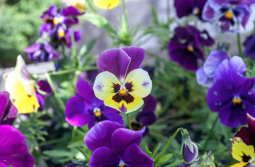 hercai-menekşe-Viola tricolor bakımı