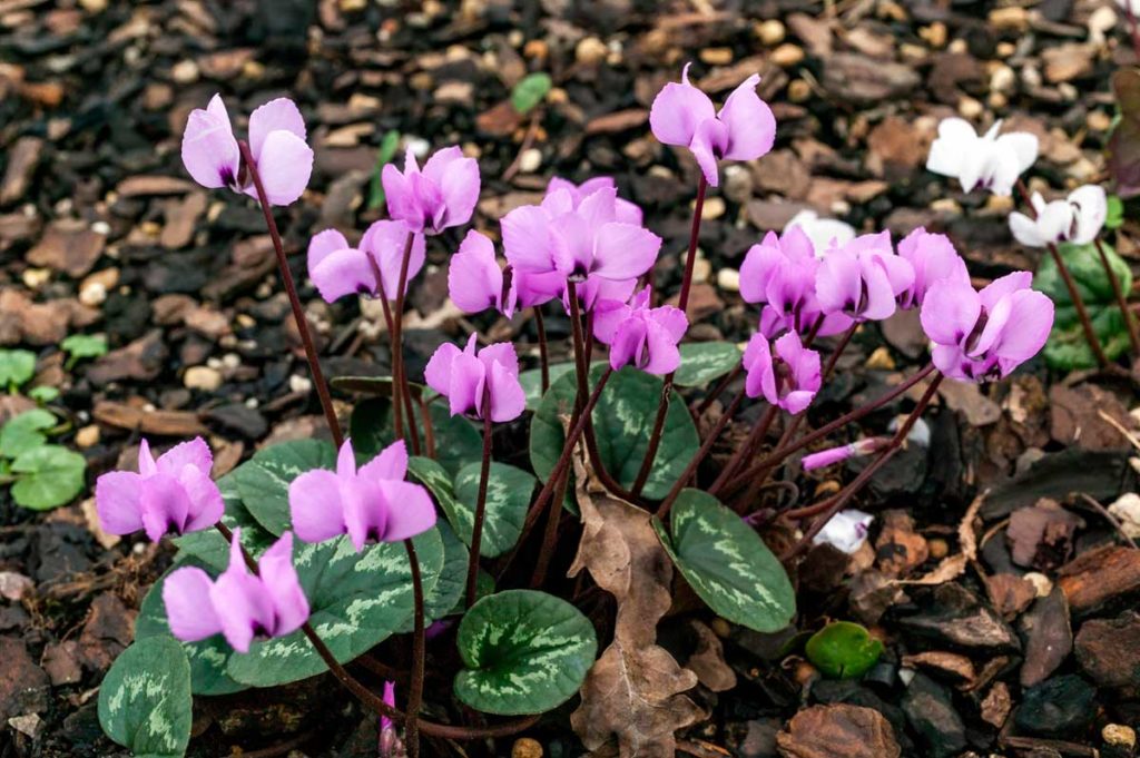 Caring for cyclamen flowers
