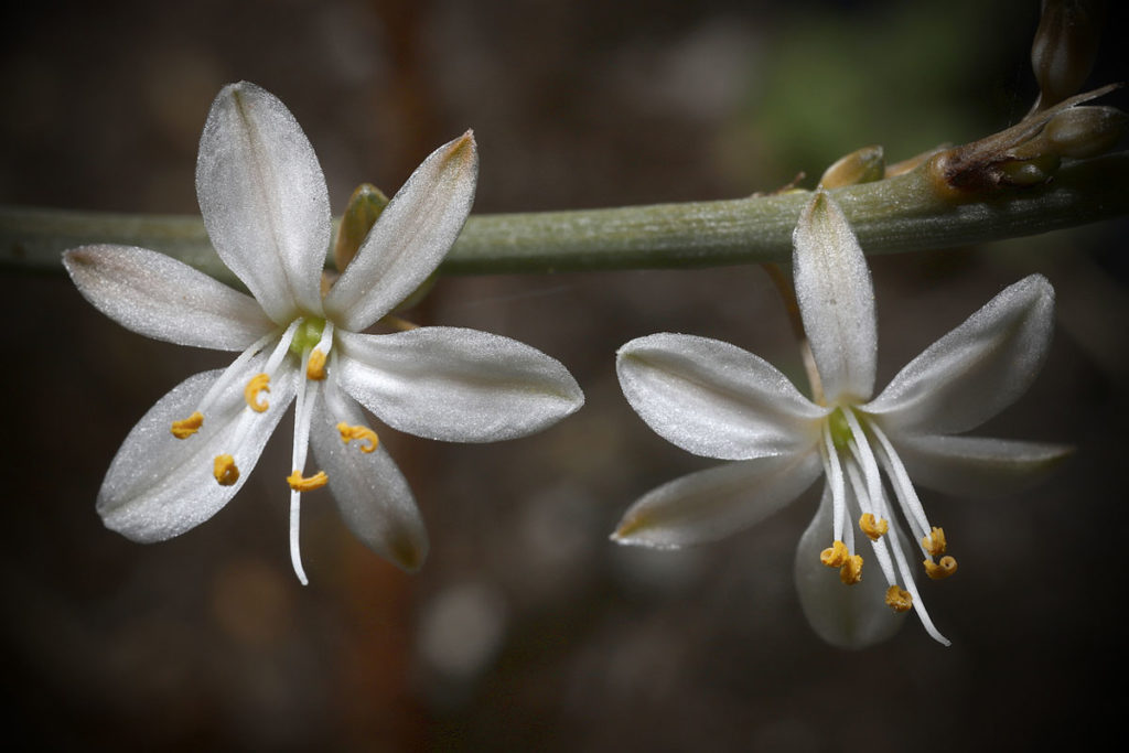 Kurdele çiçeği (Chlorophytum comosum)