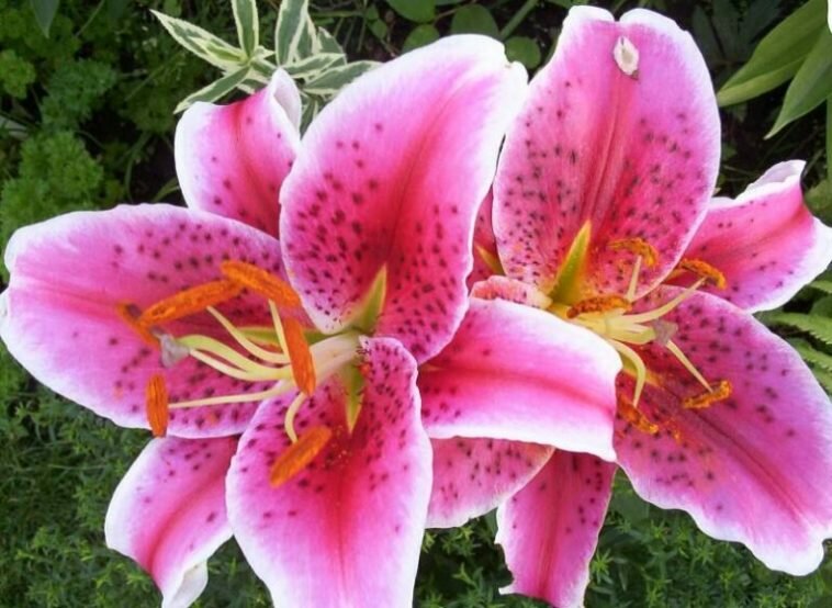 Lily flower care