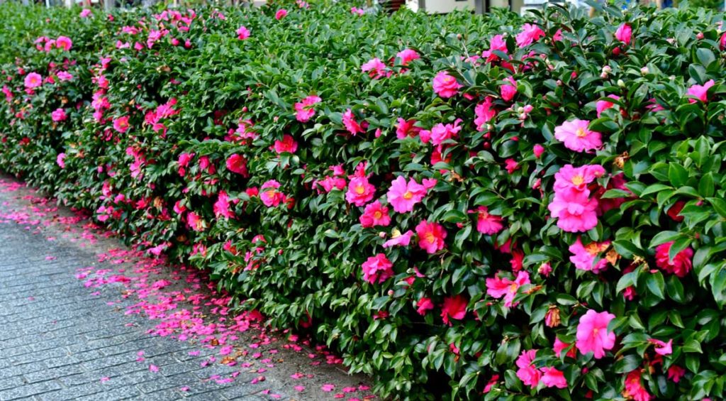 Kışın açan çiçekler  KIŞ KAMELYASI (Camellia Sasanqua)