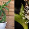 ahtapot-çiçeği-bakımı-nasıl-yapılır