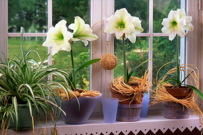 amaryllis-çiçeği-bakımı güzel hatun çiçeği