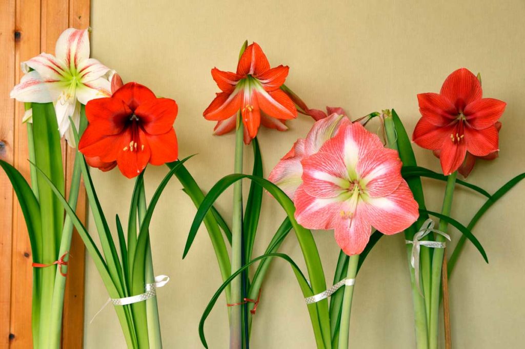 Amaryllis çiçeği bakımı nasıl yapılır? Ne zaman çiçek açar?