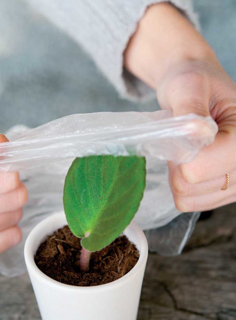 How to root cuttings