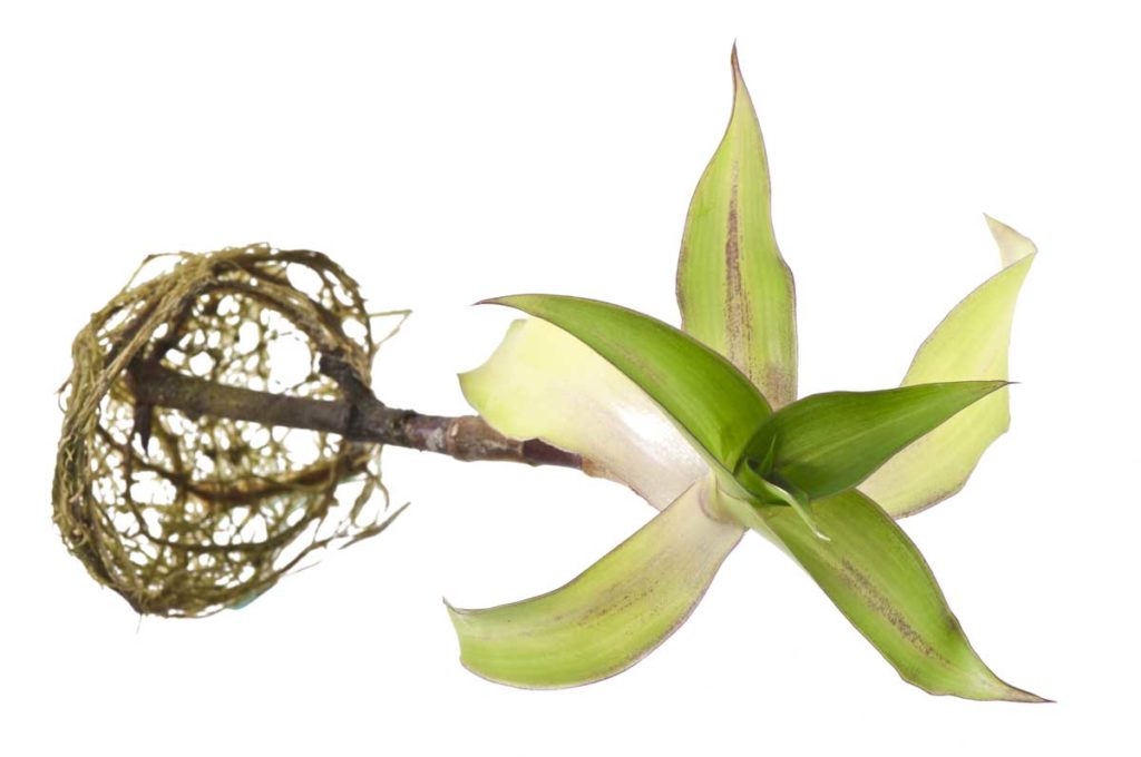 Ahtapot çiçeği bakımı (Callisia fragrans) 