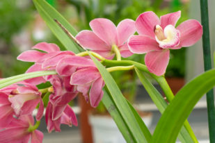 simbidyum-orkide-bakımı cymbidium