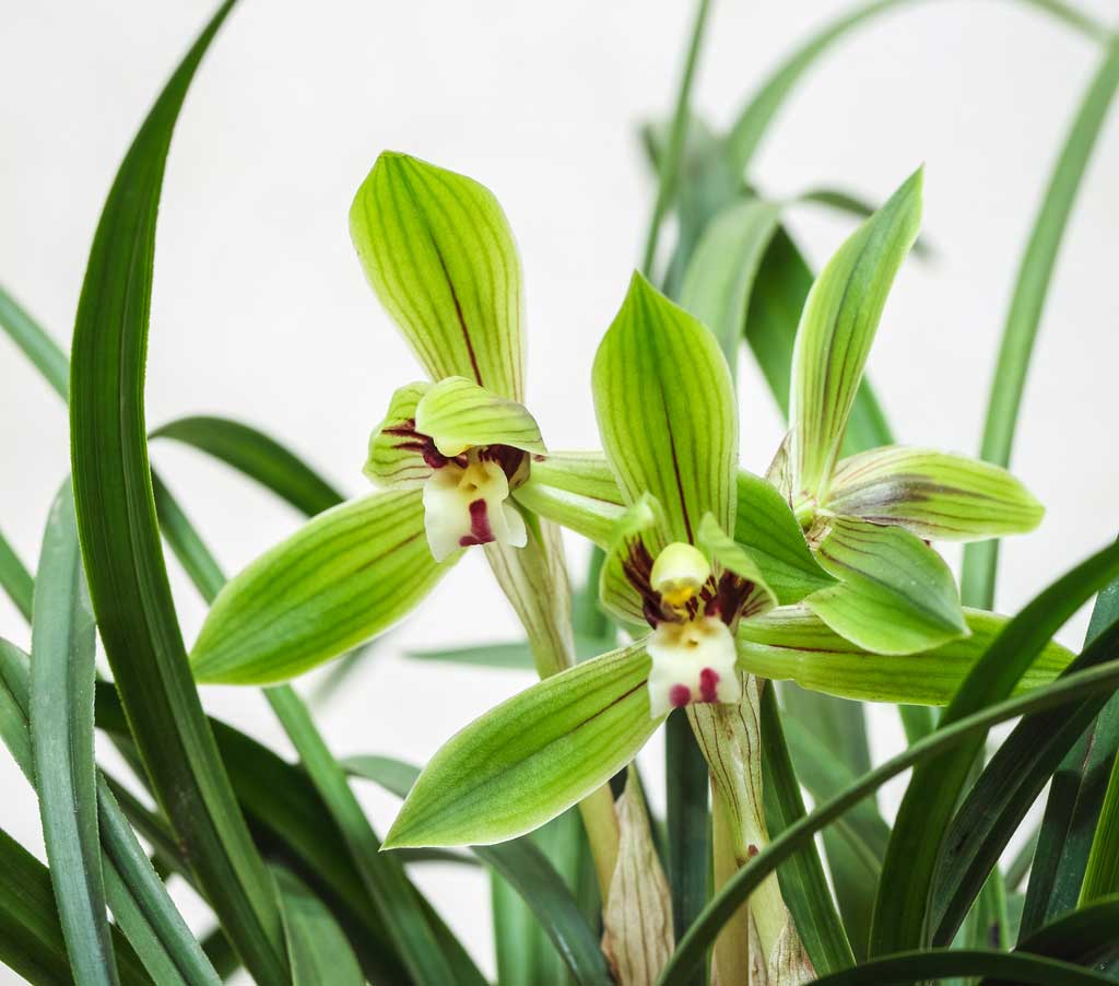 Simbidyum orkide bakımı cymbidium