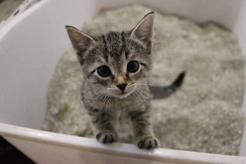 Yavru Kediye Tuvalet Egitimi Nasil Verilir Kedi Kumu Nasil Secilir Evim