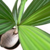 Cocos palmiye bakımı