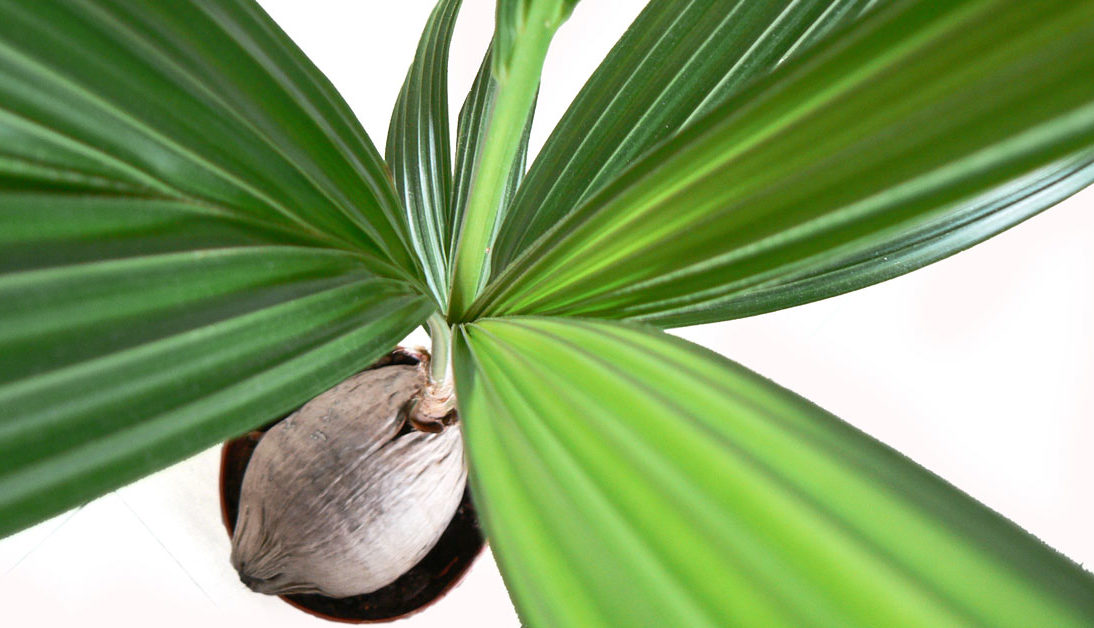 Cocos palmiye bakımı