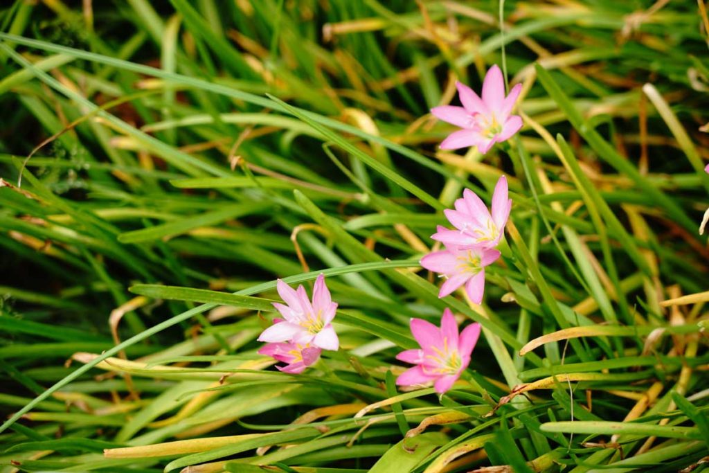 Zıpçıktı çiçeği bakımı (Zephyranthes)