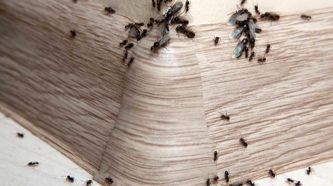 Nem böceği nasıl yok edilir? Gümüş böceği için doğal çözüm Evim