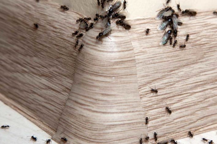 Kanatlı karıncadan nasıl kurtuluruz