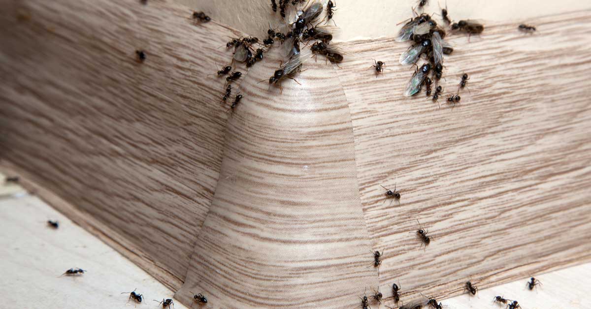 Kanatlı karıncadan nasıl kurtuluruz