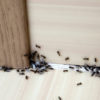 Natural ways to get rid of insects in the house