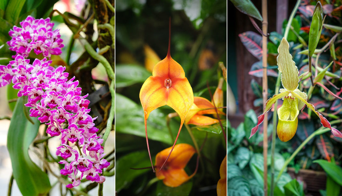 orkide-çeşitleri