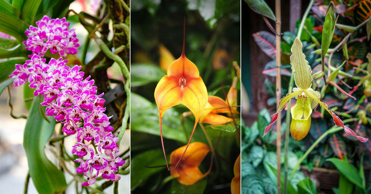 orkide-çeşitleri