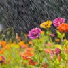 yağmur-suyunun-bitkilere-faydaları