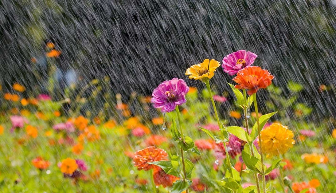yağmur-suyunun-bitkilere-faydaları