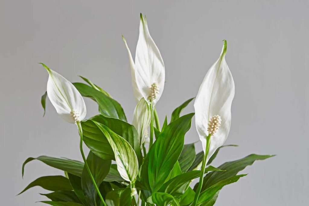barış-çiçeği-bakımı-Spathiphyllum-wallisii