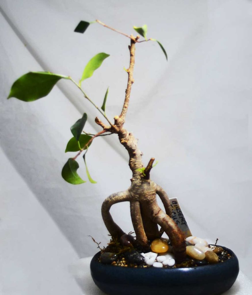 Ficus Ginseng Bonsai bakımı