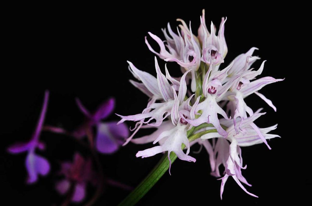dünyanın en ilginç çiçekleri Çıplak Adam Orkide (Orchis italica)