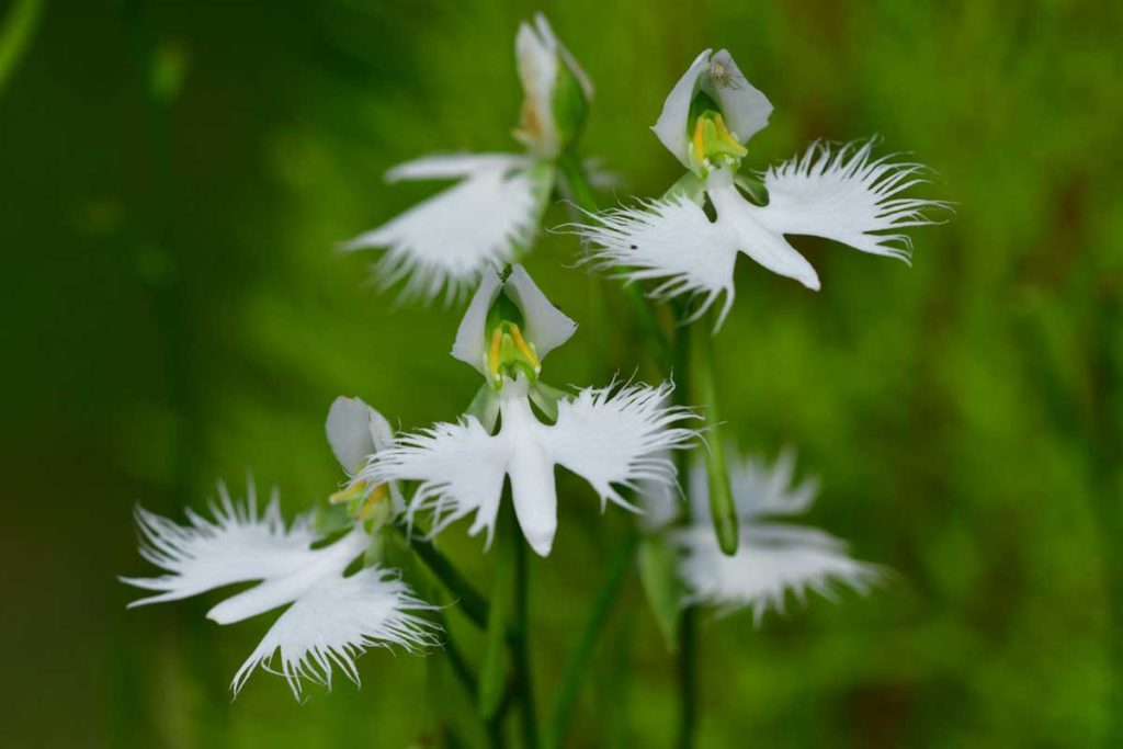 dünyanın en ilginç çiçekleri Pecteilis radiata