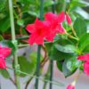 mandevilla-çiçeği-bakımı