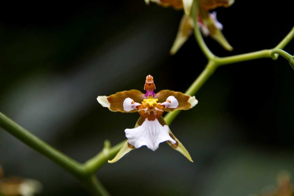 melek orkide Zygopetalum rhein