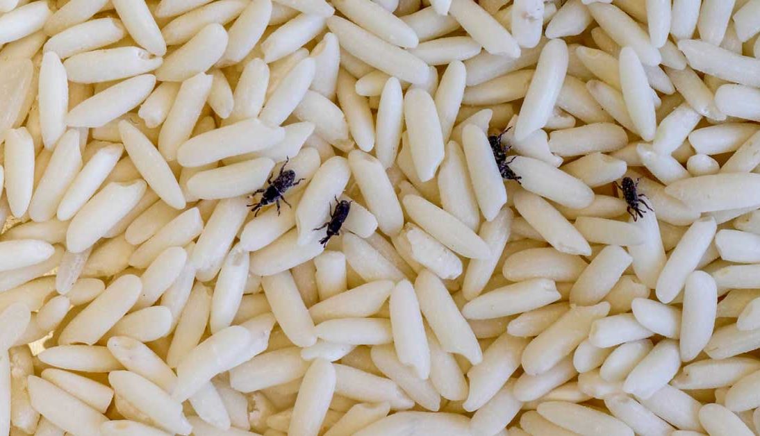 Pirinç içindeki siyah böcekler nedir