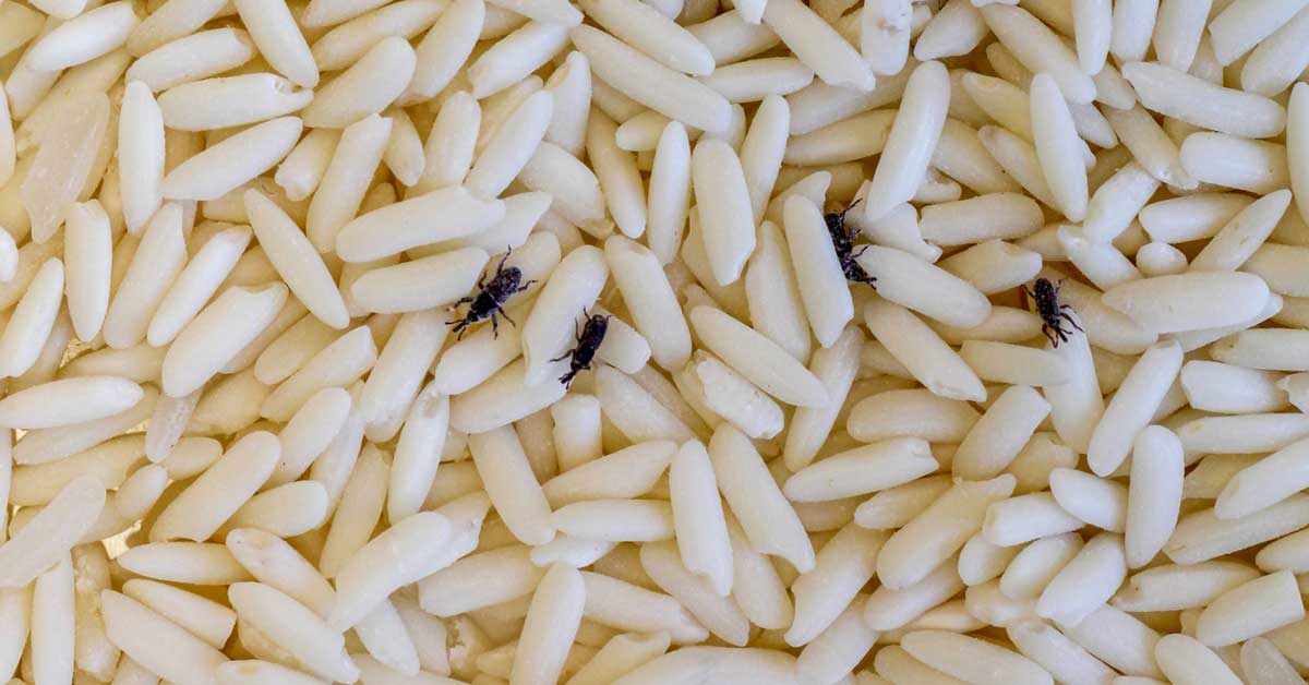 Pirinç içindeki siyah böcekler nedir