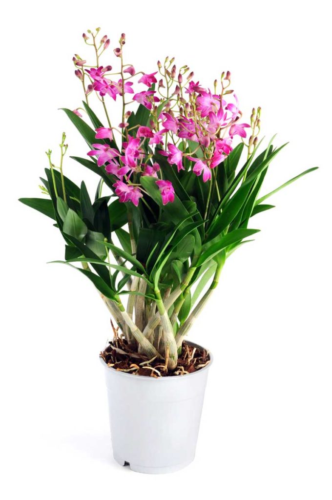 Dendrobium orkide bakımı