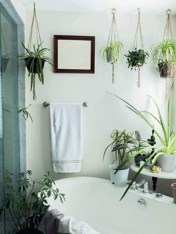 banyo bitkileri