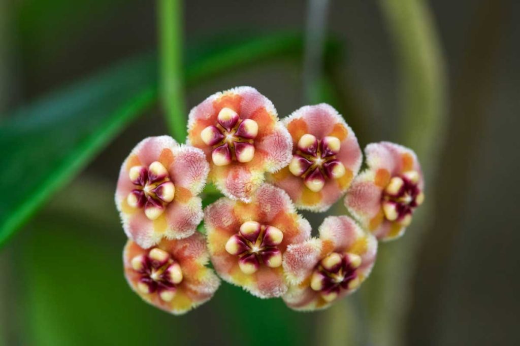 mum çiçeği (Hoya Carnosa) 