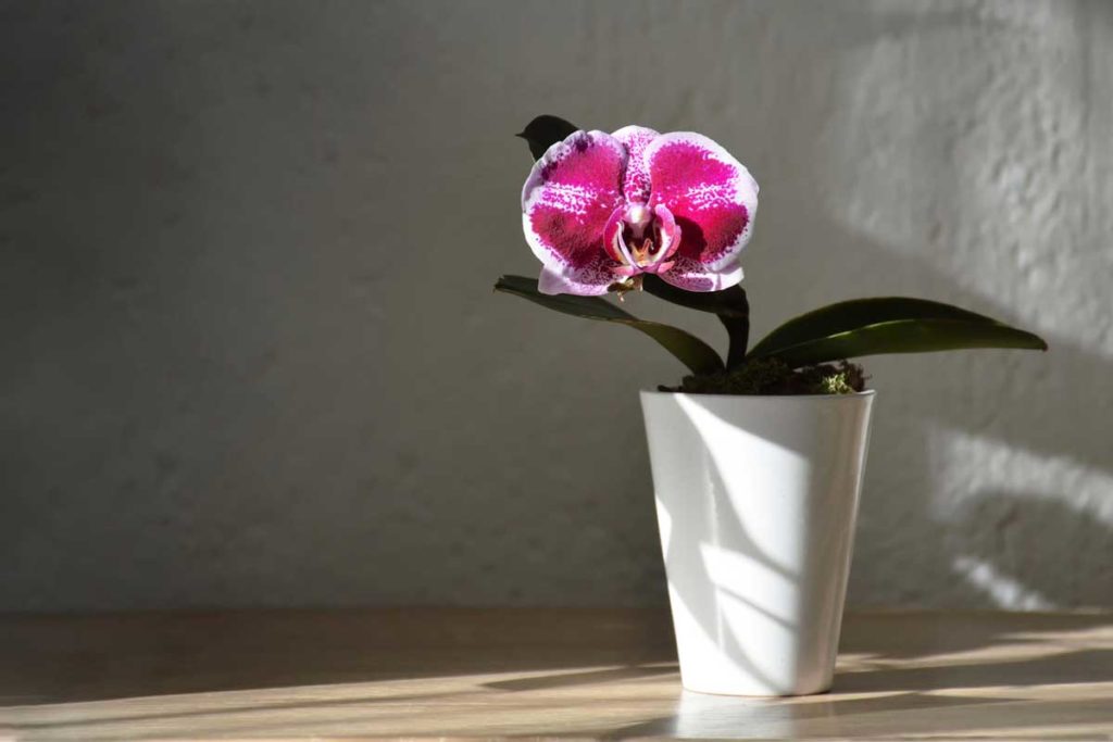 Orkidenin çiçeği neden solar? Orkide nasıl çiçek açtırılır?