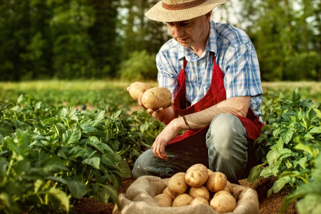 Patates nasıl hasat edilir?