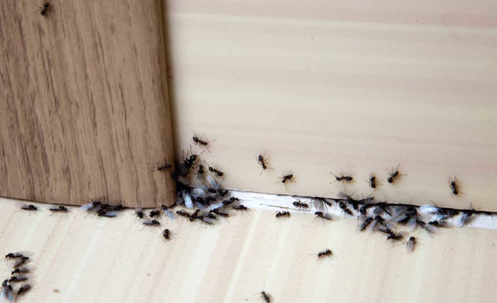 Kışın evde karınca neden olur