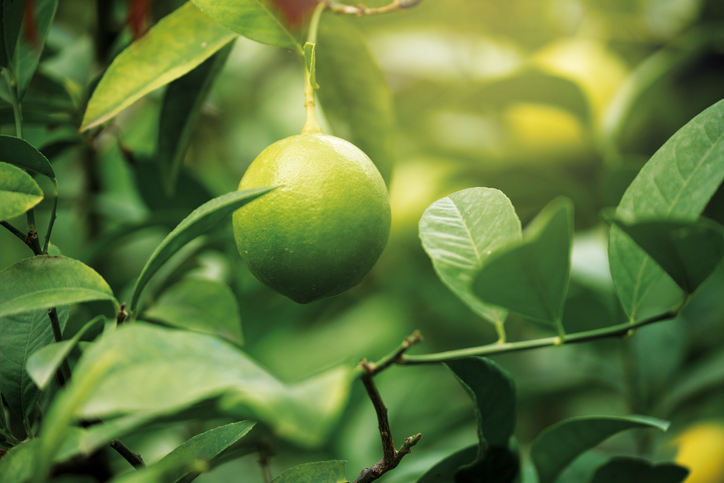 lime, İç mekanda yetiştirebileceğiniz 10 meyve ağacı
