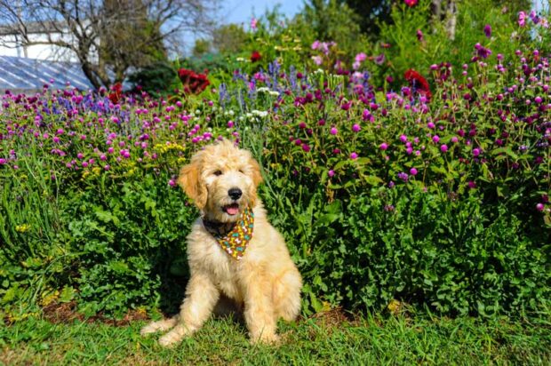 Köpekleri çiçek bahçelerinden nasıl uzak tutabiliriz?